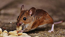 24 Hour & Emergency Exterminators in Highland Hls, OH